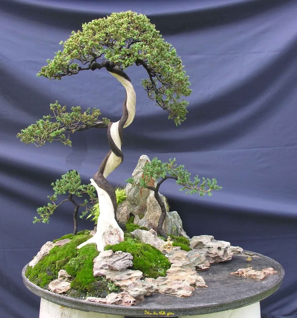 Kỹ thuật tạo và đắp rêu cho bề mặt chậu bonsai Kỹ thuật tạo và đắp rêu cho bề mặt chậu bonsai