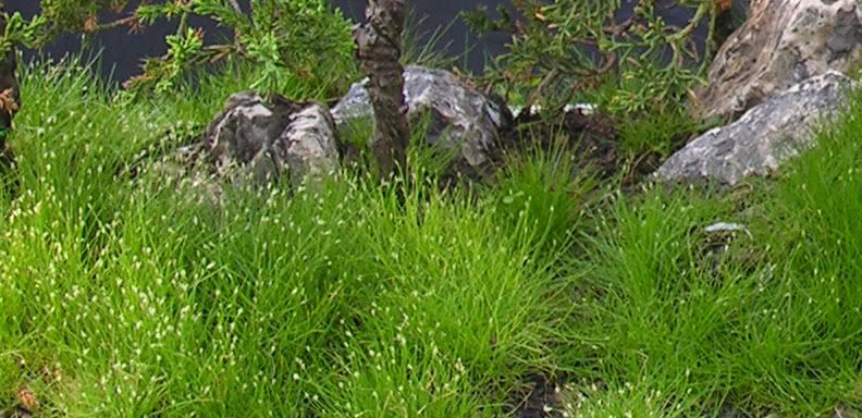 Kỹ thuật tạo và đắp rêu cho bề mặt chậu bonsai Kỹ thuật tạo và đắp rêu cho bề mặt chậu bonsai