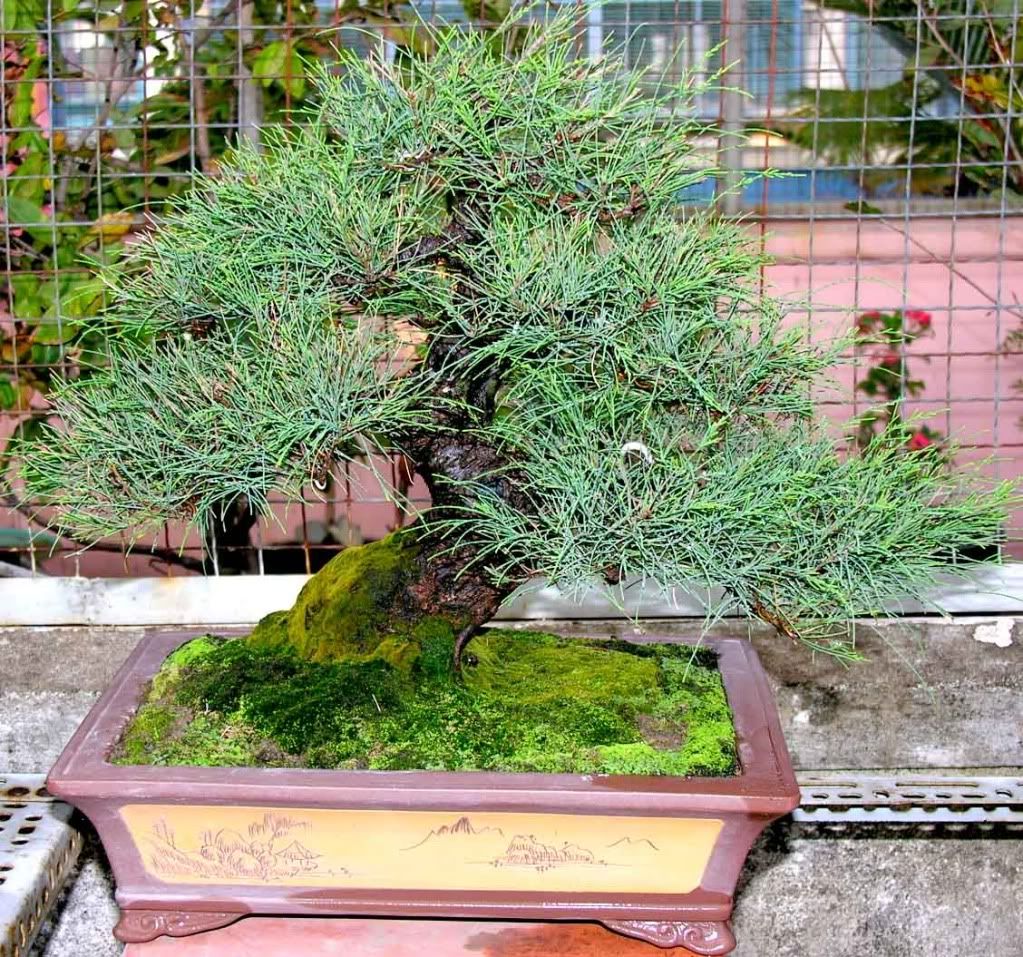 Kỹ thuật tạo và đắp rêu cho bề mặt chậu bonsai Kỹ thuật tạo và đắp rêu cho bề mặt chậu bonsai