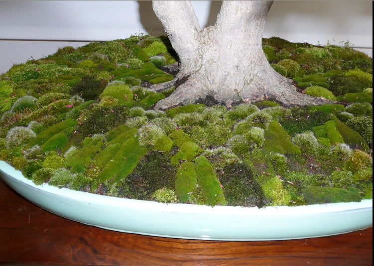Kỹ thuật tạo và đắp rêu cho bề mặt chậu bonsai Kỹ thuật tạo và đắp rêu cho bề mặt chậu bonsai