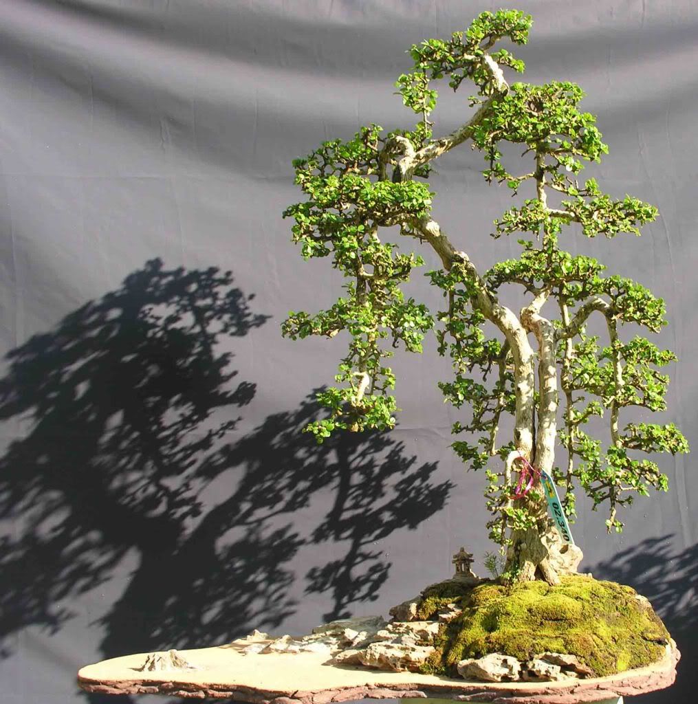 Kỹ thuật tạo và đắp rêu cho bề mặt chậu bonsai Kỹ thuật tạo và đắp rêu cho bề mặt chậu bonsai