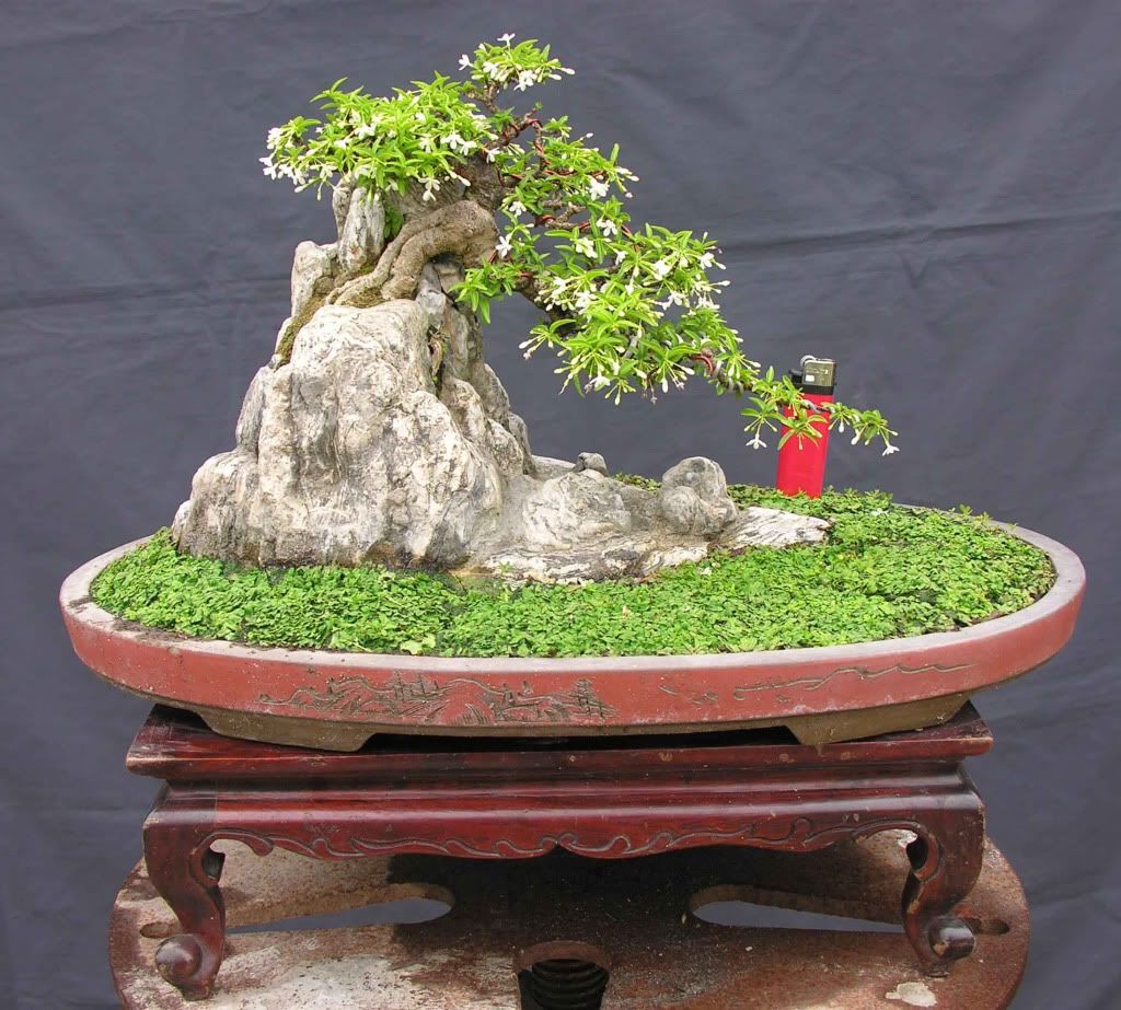 Kỹ thuật tạo và đắp rêu cho bề mặt chậu bonsai Kỹ thuật tạo và đắp rêu cho bề mặt chậu bonsai