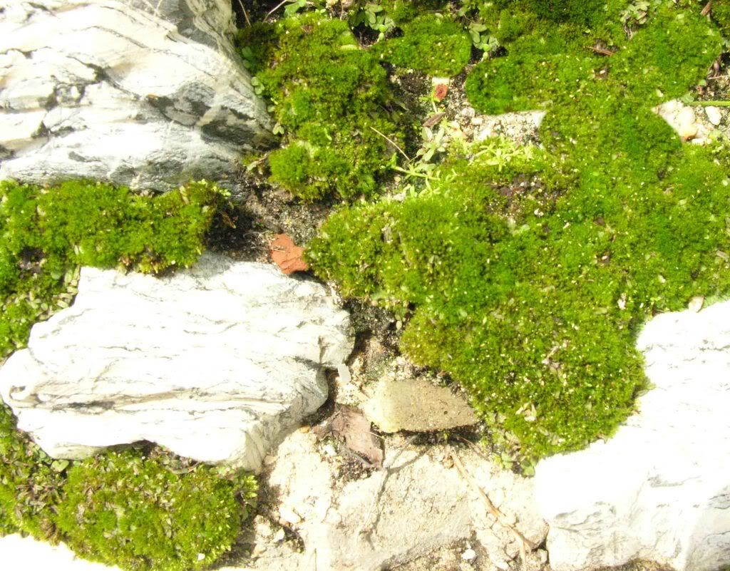 Kỹ thuật tạo và đắp rêu cho bề mặt chậu bonsai Kỹ thuật tạo và đắp rêu cho bề mặt chậu bonsai