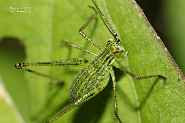 green bugs photo: green hopper cedit.jpg