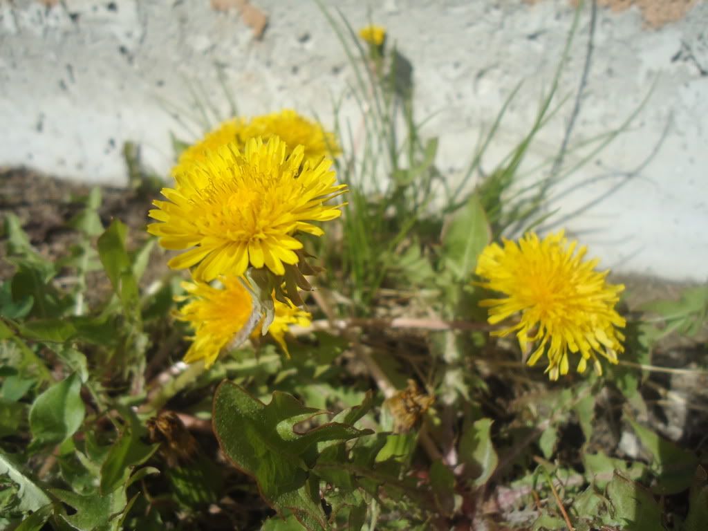 DSC05981.jpg