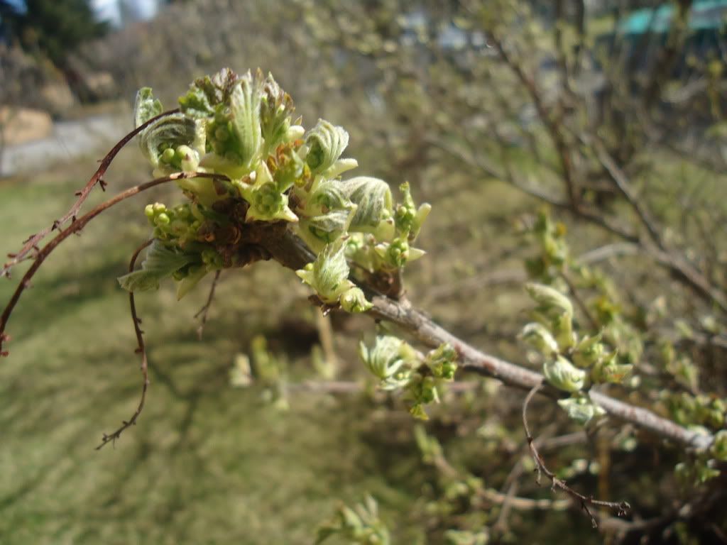 DSC05981.jpg