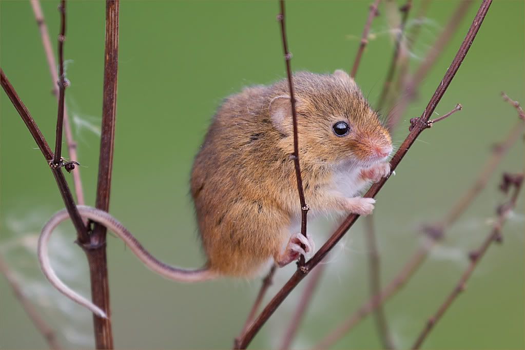 British Field Mouse