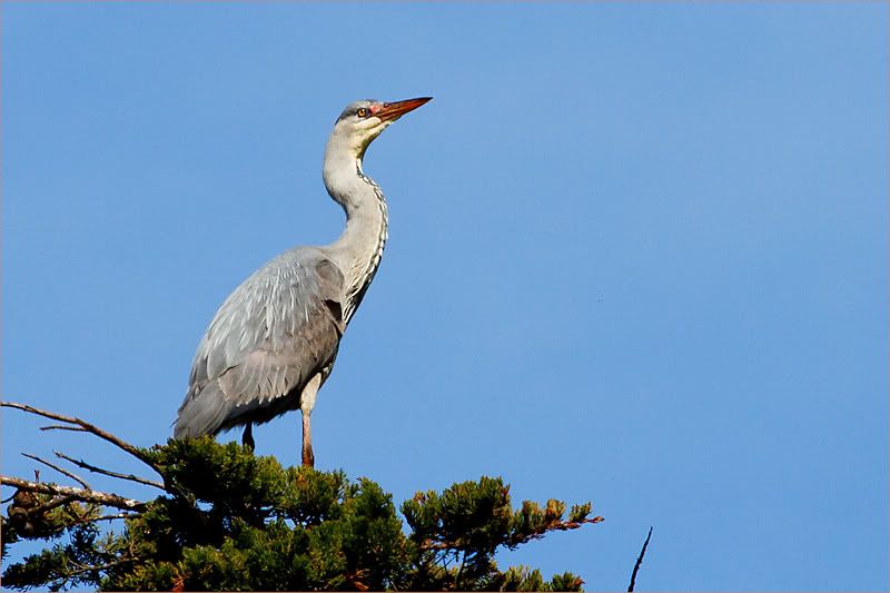 IMAGE: http://i1130.photobucket.com/albums/m531/oldcanon/Heronry%20Action/herondisplayingmatingcolours.jpg