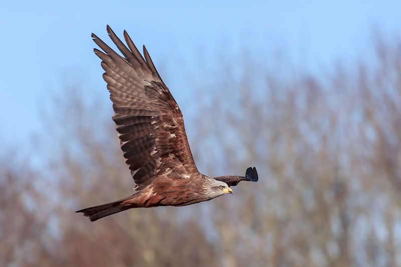 IMAGE: http://i1130.photobucket.com/albums/m531/oldcanon/The%20Hawk%20Conservancy/kitepassage.jpg