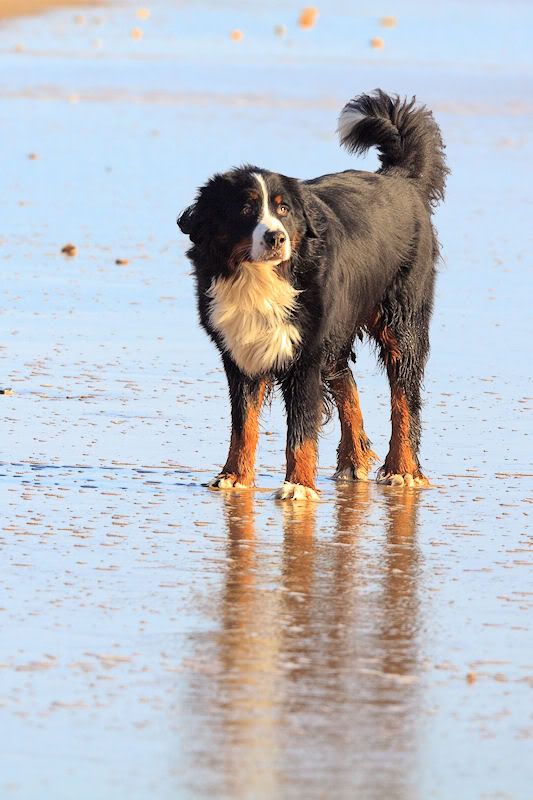 IMAGE: http://i1130.photobucket.com/albums/m531/oldcanon/canon%205Dmk2%20testing/5dmk2sigma400dog.jpg