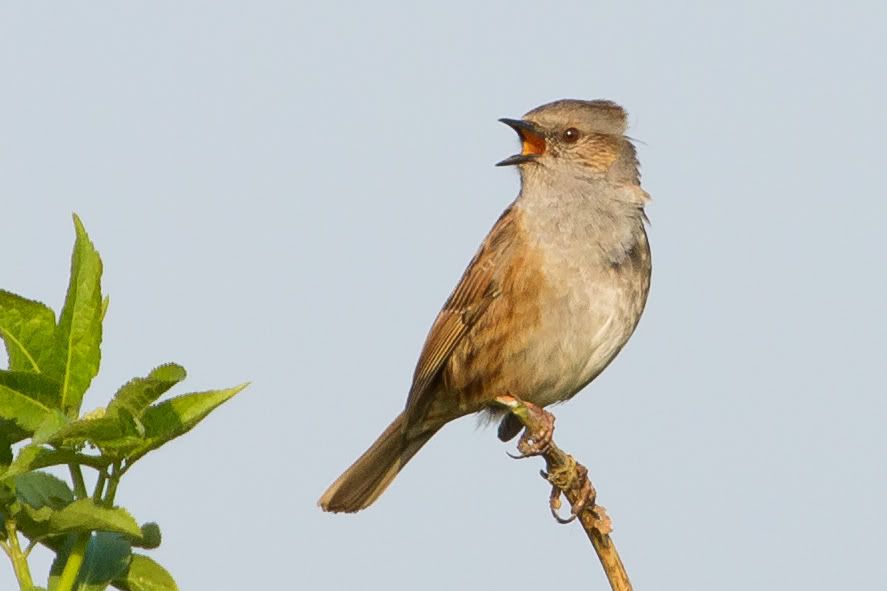 IMAGE: http://i1130.photobucket.com/albums/m531/oldcanon/dunnocksong.jpg