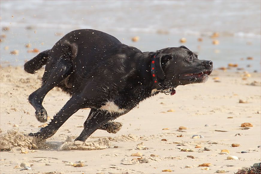 IMAGE: http://i1130.photobucket.com/albums/m531/oldcanon/funonthebeachblackdog.jpg