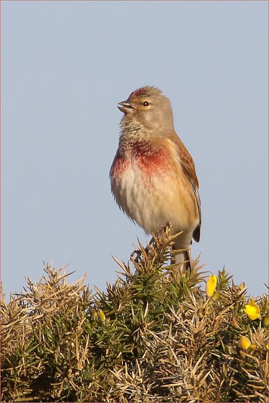 IMAGE: http://i1130.photobucket.com/albums/m531/oldcanon/linnetonhengistbury.jpg