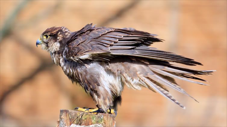 IMAGE: http://i1130.photobucket.com/albums/m531/oldcanon/sakerrouse.jpg