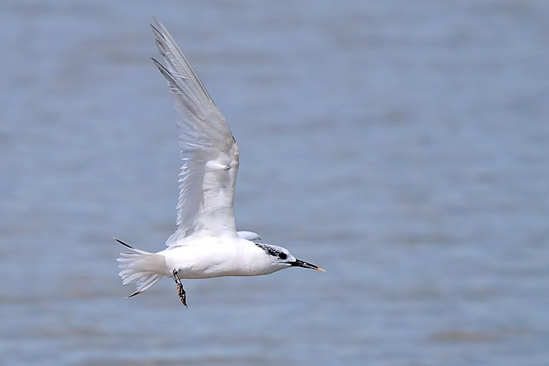 IMAGE: http://i1130.photobucket.com/albums/m531/oldcanon/sandwichtern.jpg