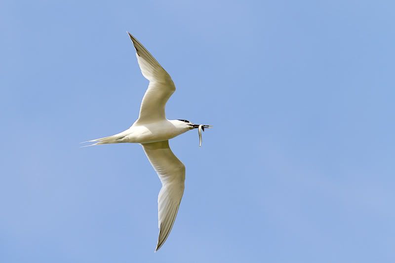 IMAGE: http://i1130.photobucket.com/albums/m531/oldcanon/sandwichternwitheel.jpg