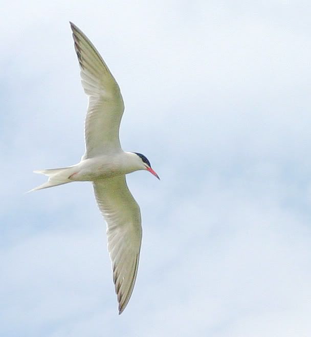 IMAGE: http://i1130.photobucket.com/albums/m531/oldcanon/terncommon.jpg