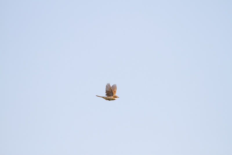 IMAGE: http://i1130.photobucket.com/albums/m531/oldcanon/whitethroatflightfullframe.jpg