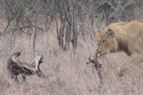 honey badger vs lion. What about a Lion?