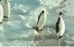 5ck8aujpg-1.gif