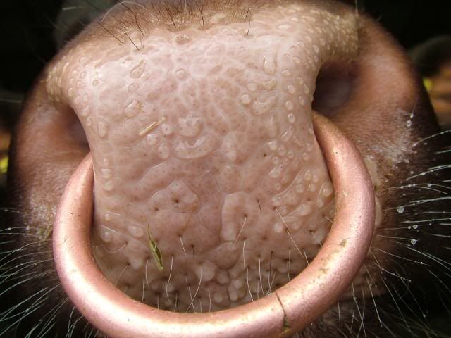 bull_nose_mid.jpg