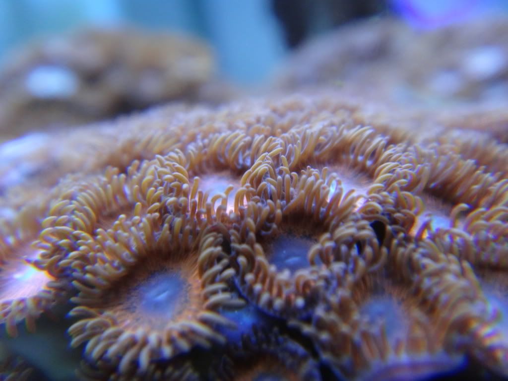 polyp1.jpg