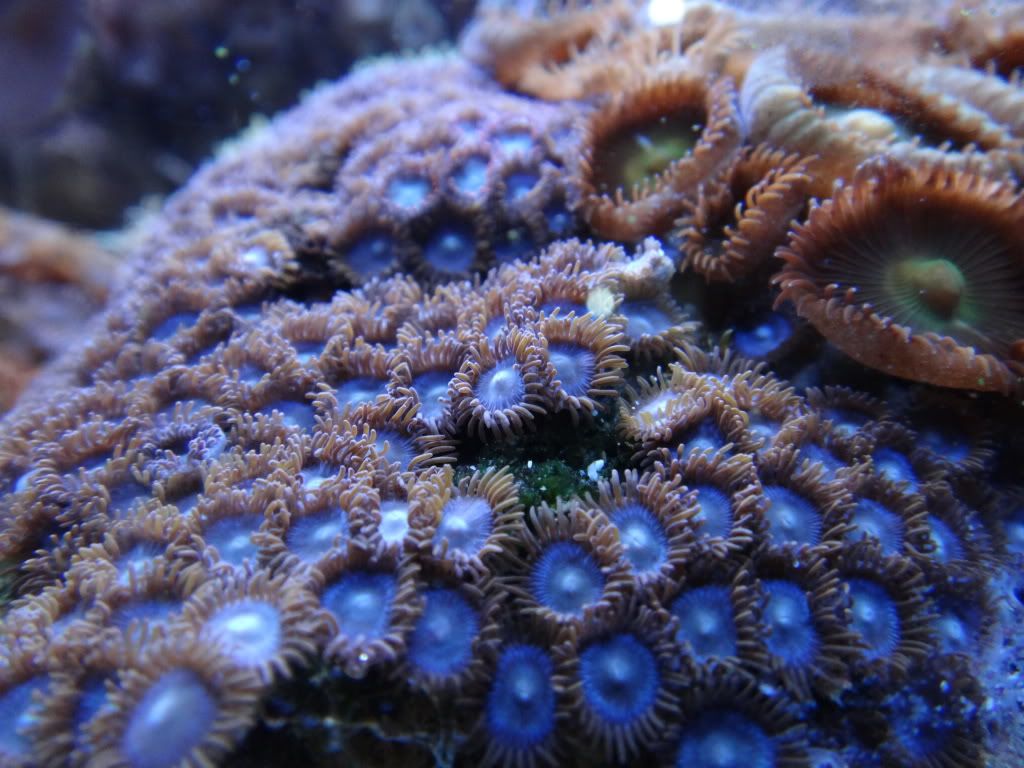 polyp2.jpg