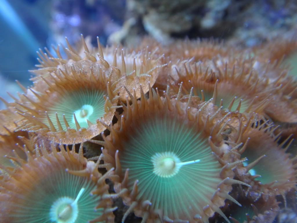 polyp4.jpg