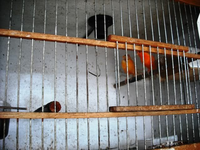 Red Canari Kebanggan Saya Sedang Dalam Proses Perkawinan Red Canari Kebanggan Saya Sedang Dalam Proses Perkawinan