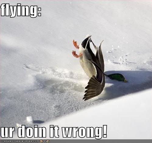 funny-pictures-duck-falls-snow.jpg