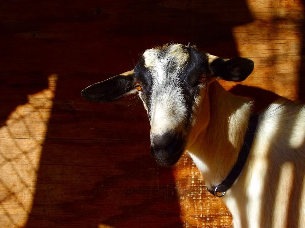 Goat glamour shots? - Goats