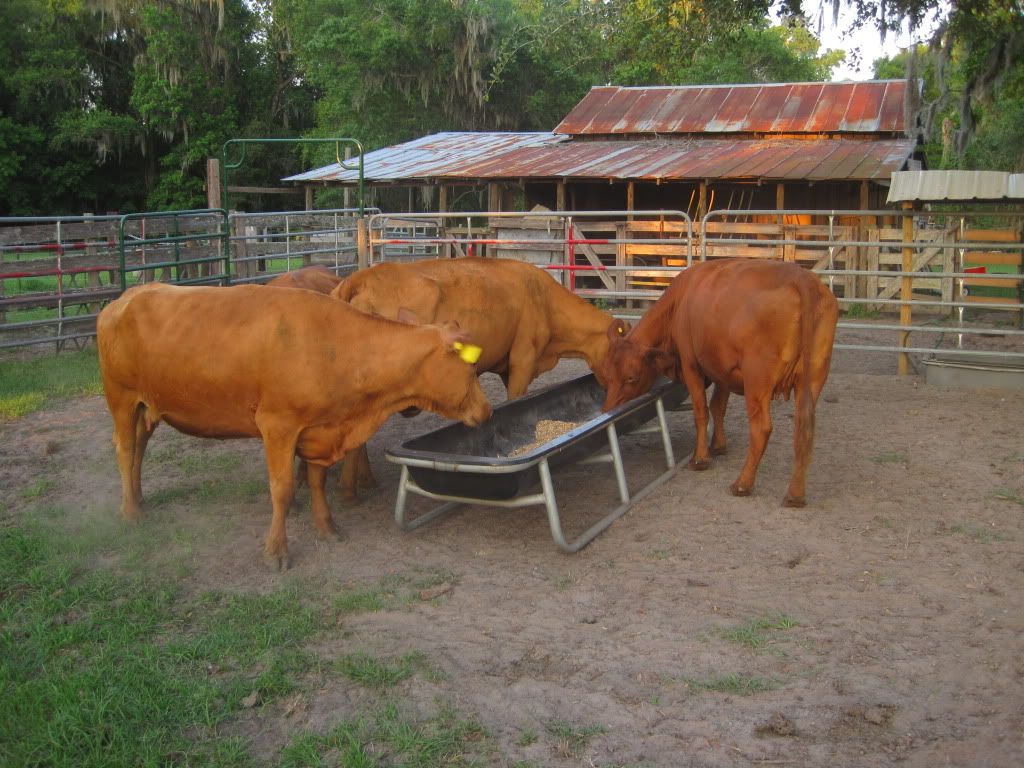 Cows Breeding