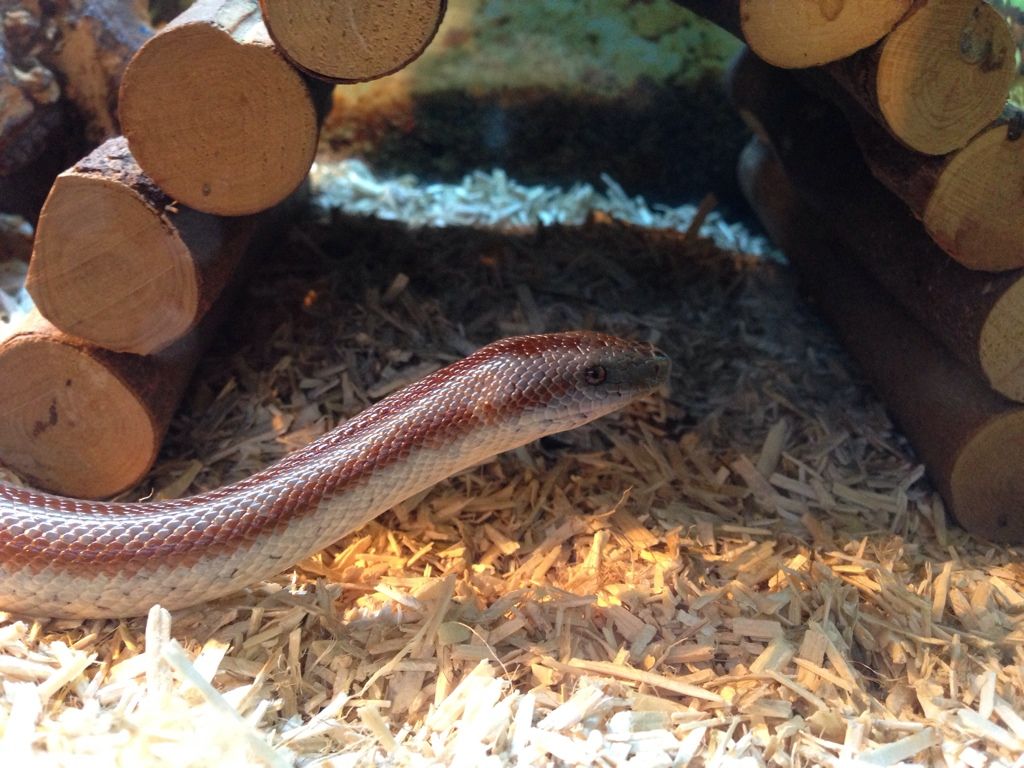 Best substrate for rosy boa Reptile Forums