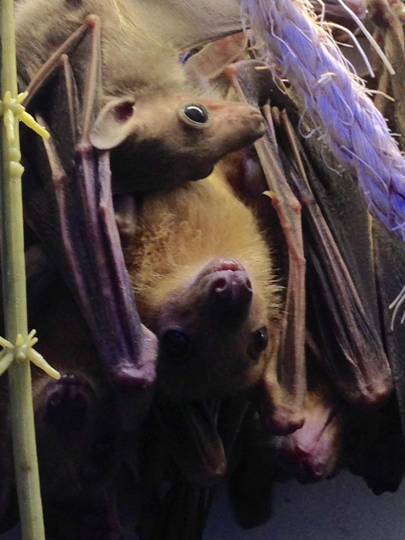 can u keep bats in the uk? Reptile Forums