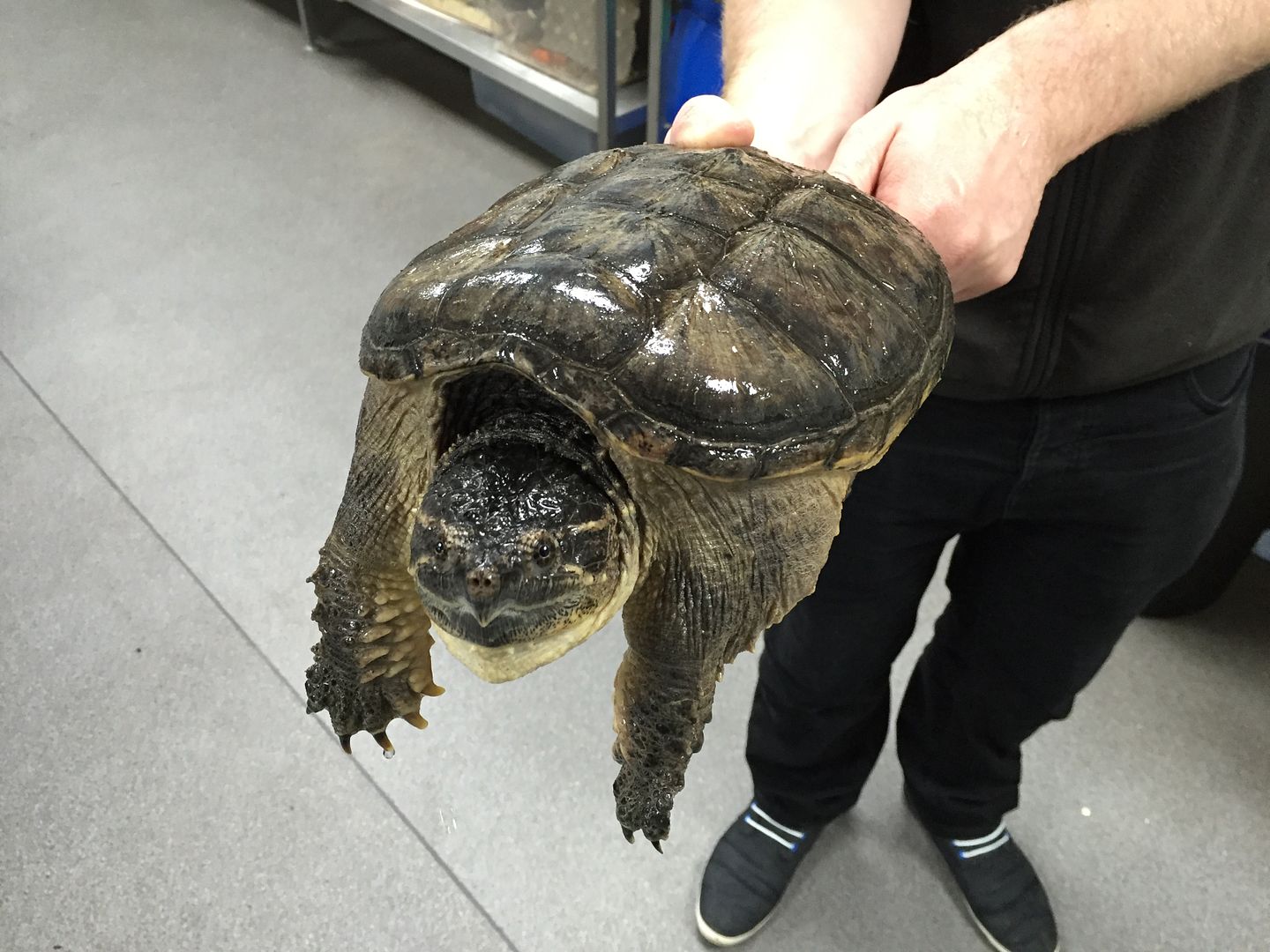 Nw England Common Snapping Turtle Reptile Forums