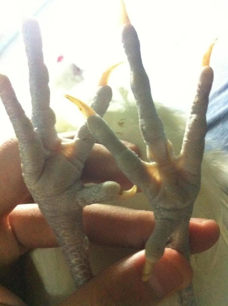 Bệnh lạ cần ae giúp gấp